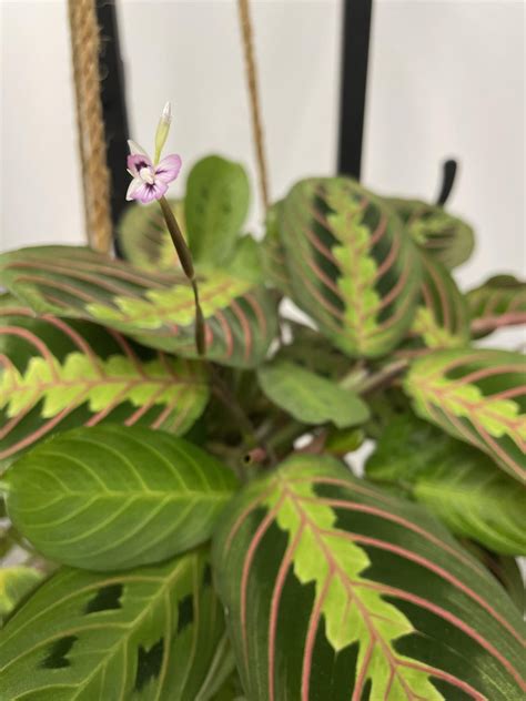 Prayer plant FLOWERING : r/plants