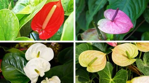 Anthurium Meaning And Symbolism — The Anthurium Flower