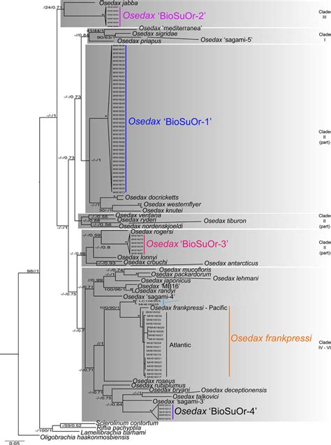 Phylogenetic Relationship Of Osedax Species Recovered By Bayesian