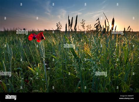 Oat Flowers Hi Res Stock Photography And Images Alamy