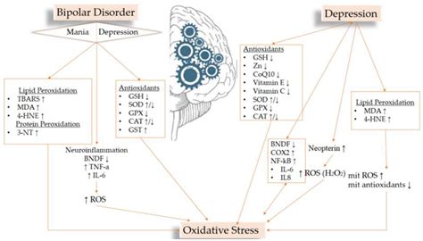 The Role of Equilibrium between Free Radicals and Antioxidants in