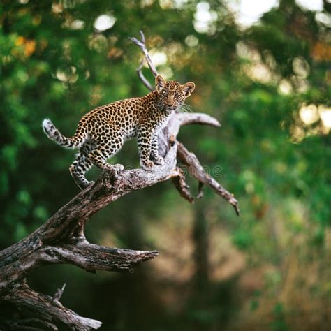 Cucciolo Del Leopardo Dell Amur Immagine Stock Immagine Di Grande