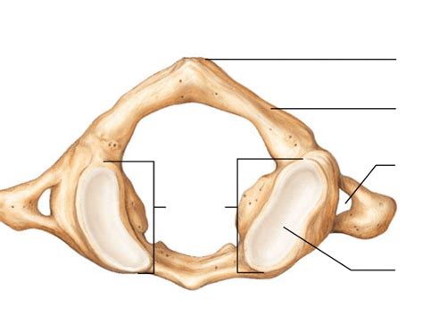 Superior View of Atlas 2 Diagram | Quizlet