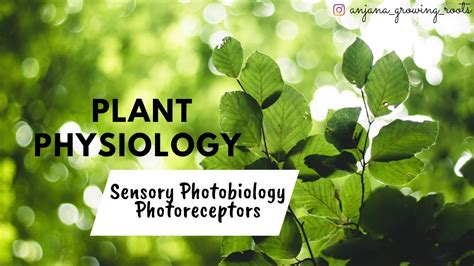 Sensory Photobiology Photoreceptors Malayalam Plant Physiology