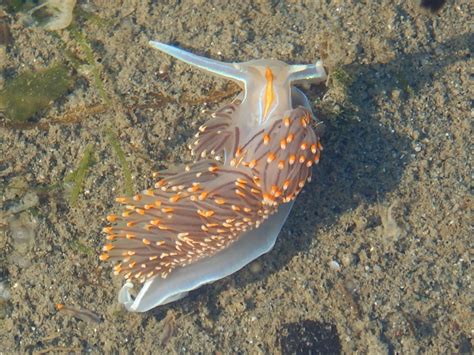 Beautiful Sea Slugs
