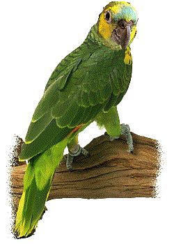 http://divyajyotiastro.com/parrot/index.php | Parrot image, Parrot gif, Bird gif