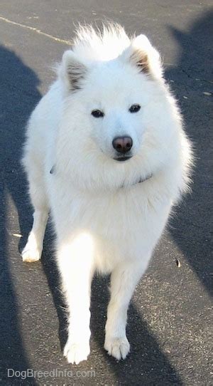 Black American Eskimo Puppies