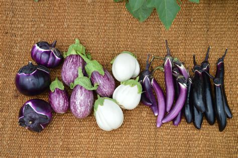 Category: Eggplant Seeds | Seedway