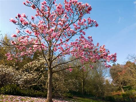 Magnolia Tree Varieties: What Are Some Different Types Of Magnolia ...