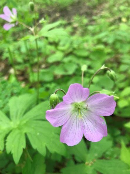 Wild Geranium Geranium Maculatum Designs By Nature Llc