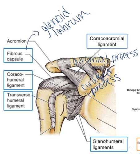 Shoulder And Deltoscapular Flashcards Quizlet