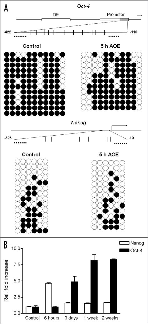 Analysis Of Pluripotency Genes Dna Demethylation And Gene Expression