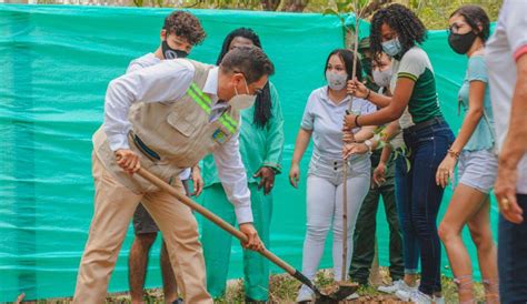 Árboles en Cartagena Más de 500 árboles fueron sembrados en Cartagena