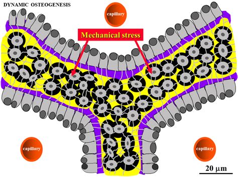 Schematic Drawing Showing Laminae Of Movable Osteoblasts Laying Down