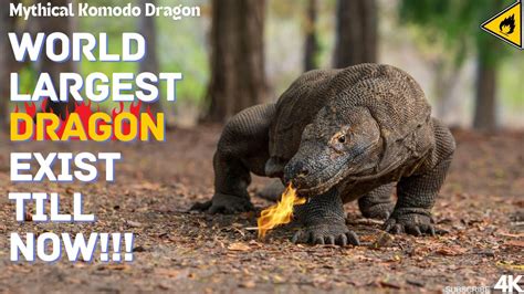 World Largest Dragon Exist Till Now Unveiling The Mythical Komodo