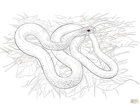 Unique Coloriage De Serpent Anaconda A Imprimer Haut Coloriage Hd