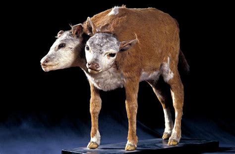 Two Headed Calf Photograph By Patrick Landmannscience Photo Library