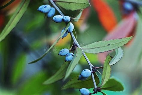 Blue Berries Of Barberry Tree Stock Photo Image Of Berberis Nature