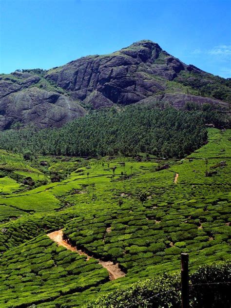 vegan traveler kerala india lands flavors kerala hill station