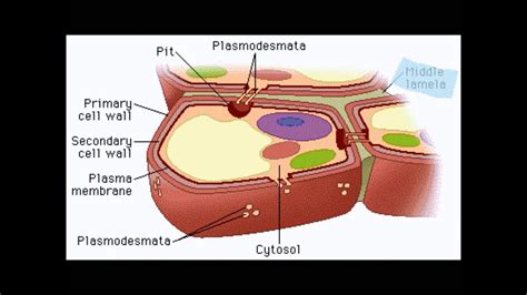 Ap Biology Plant Cell Wall Youtube