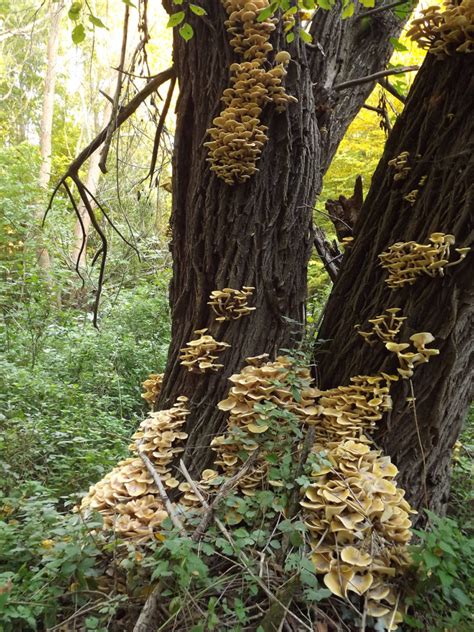 Jgi Comparative Genomics Of Humongous Fungus Helps Explain Size