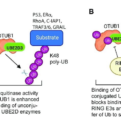 Regulatory Interactions Between The Ube2d Enzymes And The Download