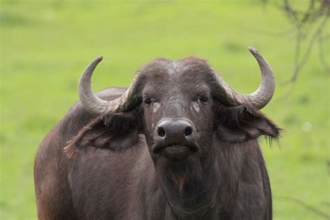 African Buffalo Syncerus Caffer