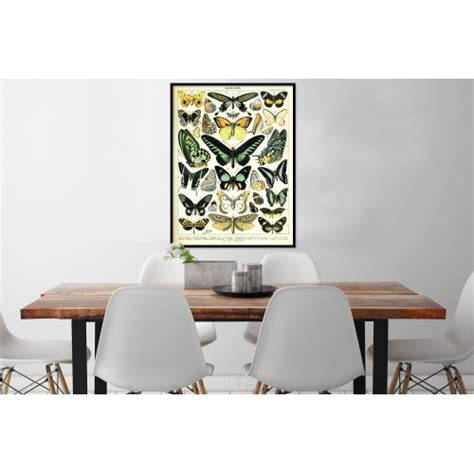 MuchoWow Poster encadré Papillon Animaux Vintage Tableau deco