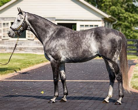 Stallions - Three Chimneys Farm