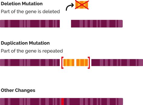 Dna Mutation Deletion