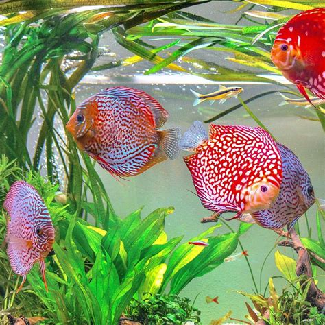 14 Red Cover Discus Mateenrhema
