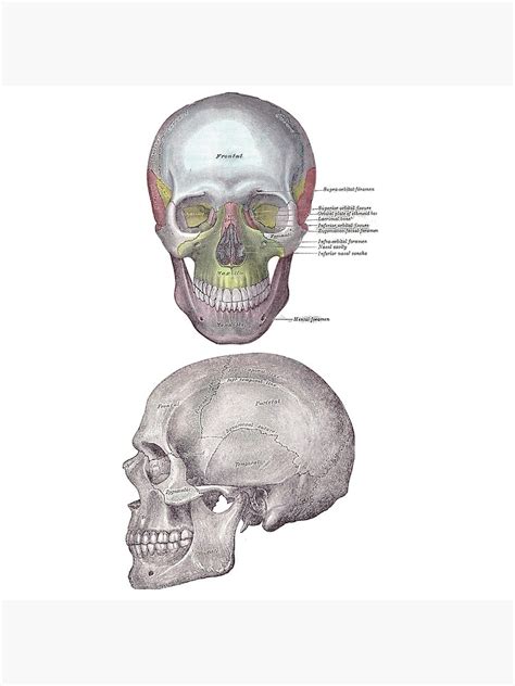 "Vintage Skull Anatomy" Poster for Sale by Anatomoly | Redbubble