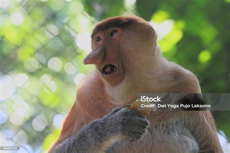 Portrait Of Bekantan Long Nosed Monkey Proboscis Monkey Stock Photo