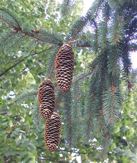 Fichte Picea Abies Beschreibung Steckbrief Systematik