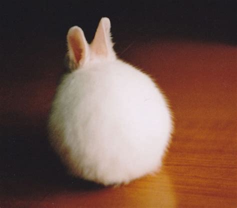 20 Unusually Round Animals That Will Bring A Smile To Your Face