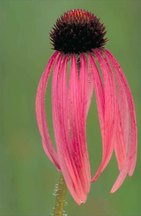 Free Picture Reddish Pink Narrow Leaved Coneflower Echinacea