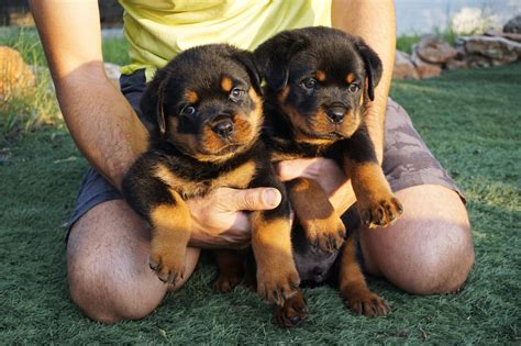 Aprender Sobre 35 Imagem Cria De Rottweiler Br Thptnganamst Edu Vn