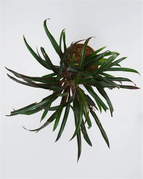 Shop Dracaena Cincta Narrow Leaf Plant Online Unlimited Greens