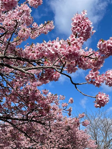 桜の写真をupします A のブログ