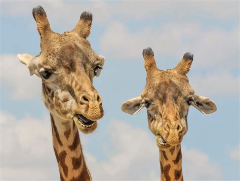 Fun Facts About Giraffe Sex To Keep You Occupied While You Wait For