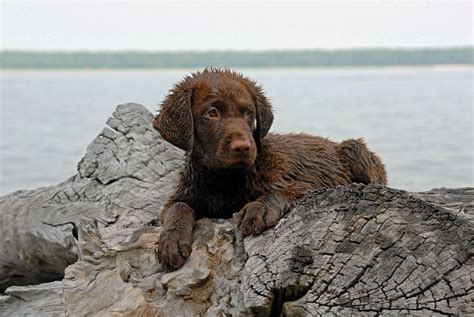 Chesapeake Bay Retriever Puppy Brown Labrador Labrador Puppy Zoo