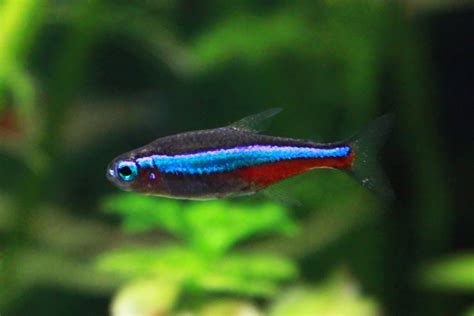 Top 25 Colorful Freshwater Aquarium Fish