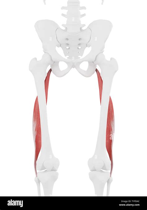 D Rendered Medically Accurate Illustration Of The Biceps Femoris