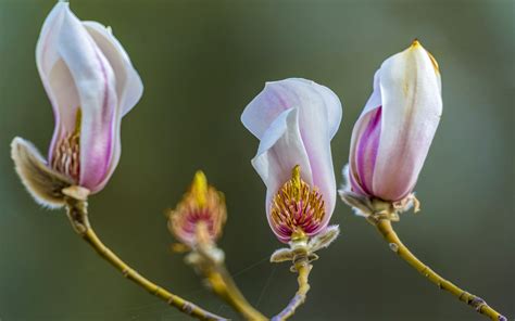 Pap Is De Parede Algumas Flores De Magn Lia Rosa P Talas Primavera