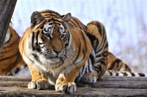 26 Spectacular Pictures Of Siberian Tigers In Their Natural Habitat