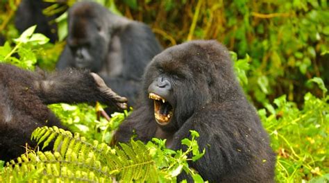 A Travelers Guide To Gorilla Trekking In Rushaga Sector