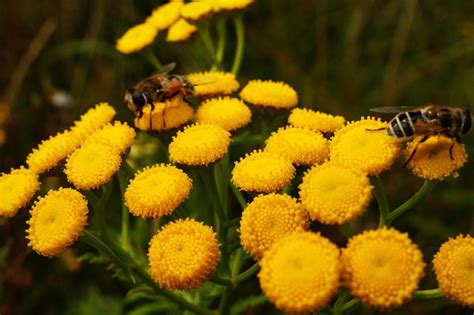 stock photo  animal bees bloom