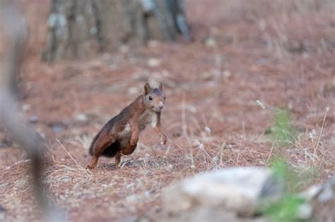 L Cureuil Roux Ou L Cureuil Roux Eurasien Sciurus Vulgaris Malaga