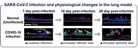 D Bioprinting Advances Research On Respiratory Viruses