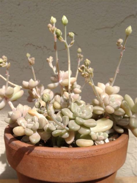 Graptopetalum Mirinae World Of Succulents Plants Planting